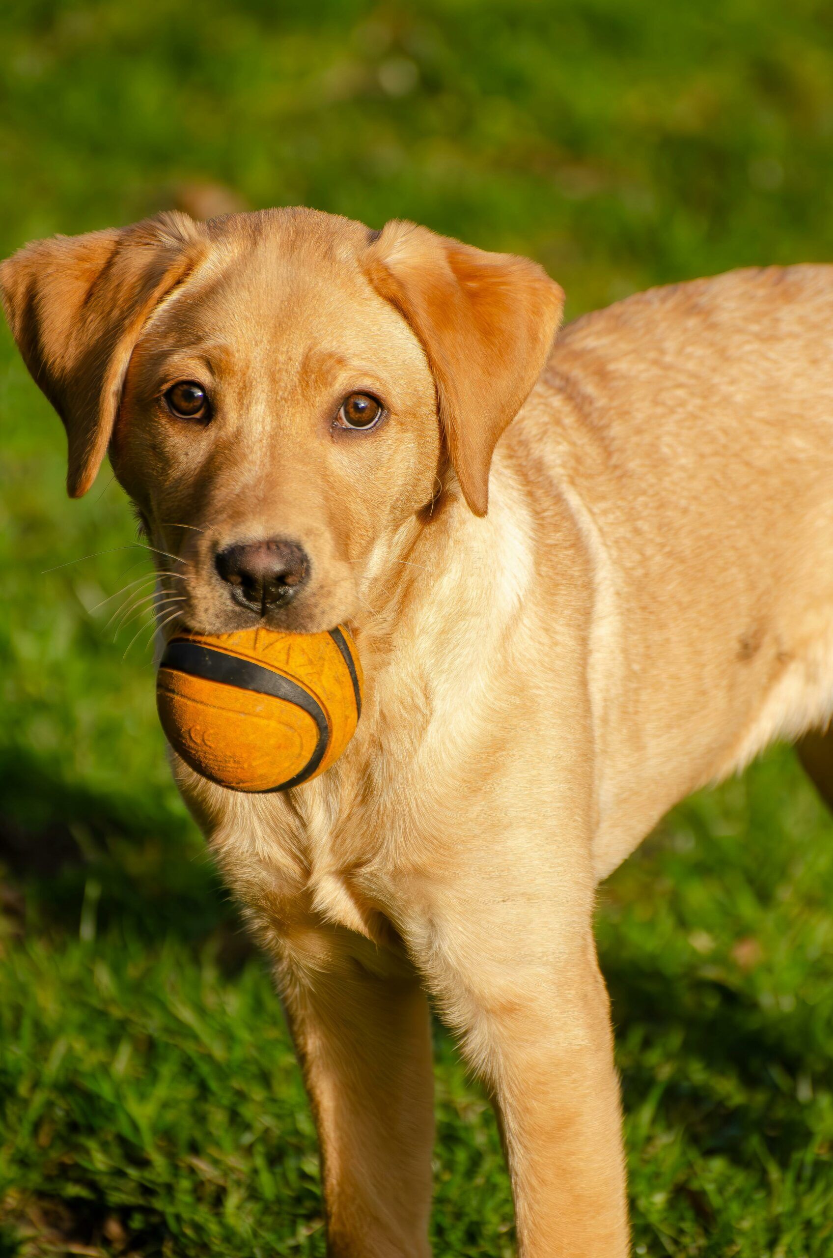 Pyomètre chez la chienne Diagnostic & Soins