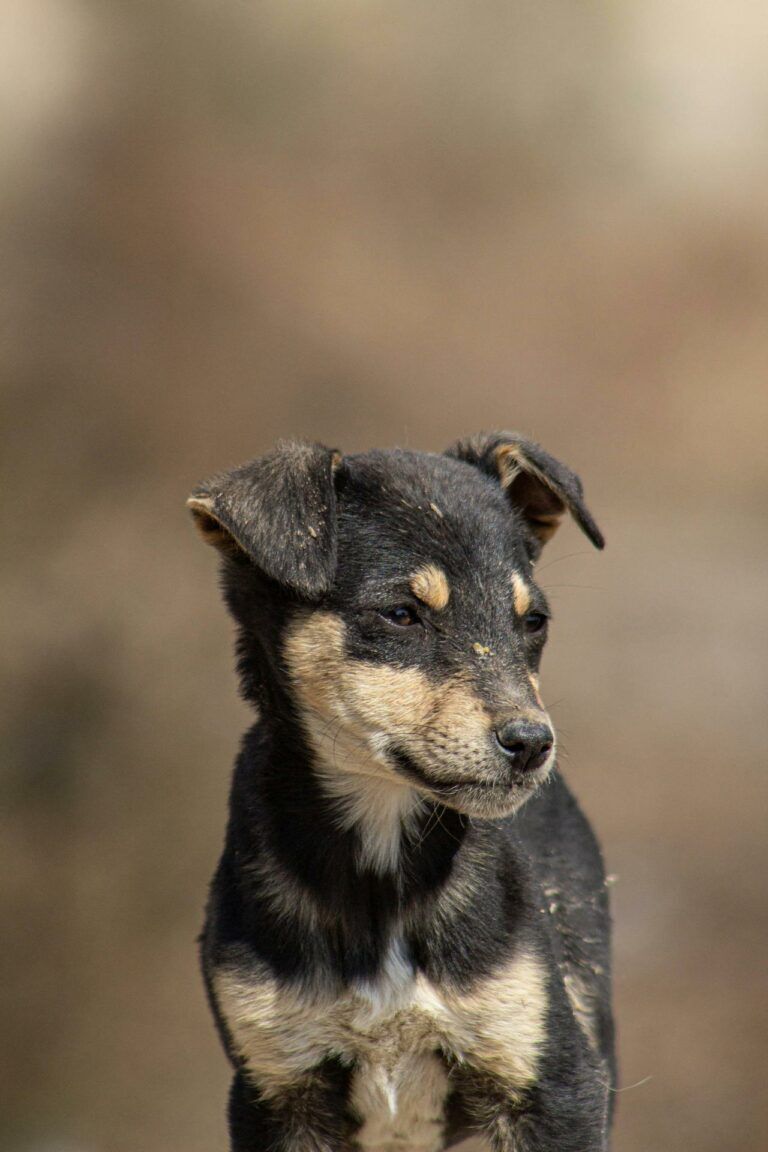 La parvovirose chez le chien Détection & Symptômes